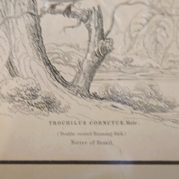 Rare Mid-19th Cent. English Hand-Colored Engraving Rosewood Gilt Shadowbox Frame - Picture 3 of 5